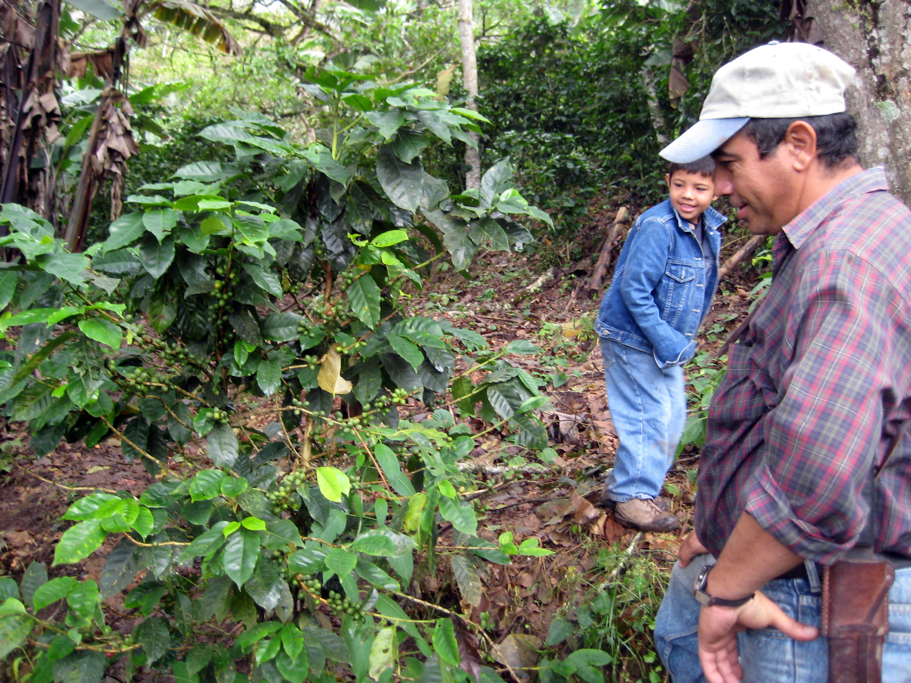 Coffee_Plant_near_the_Quilalí_-_San_Juan_del_Río_Coco_border.